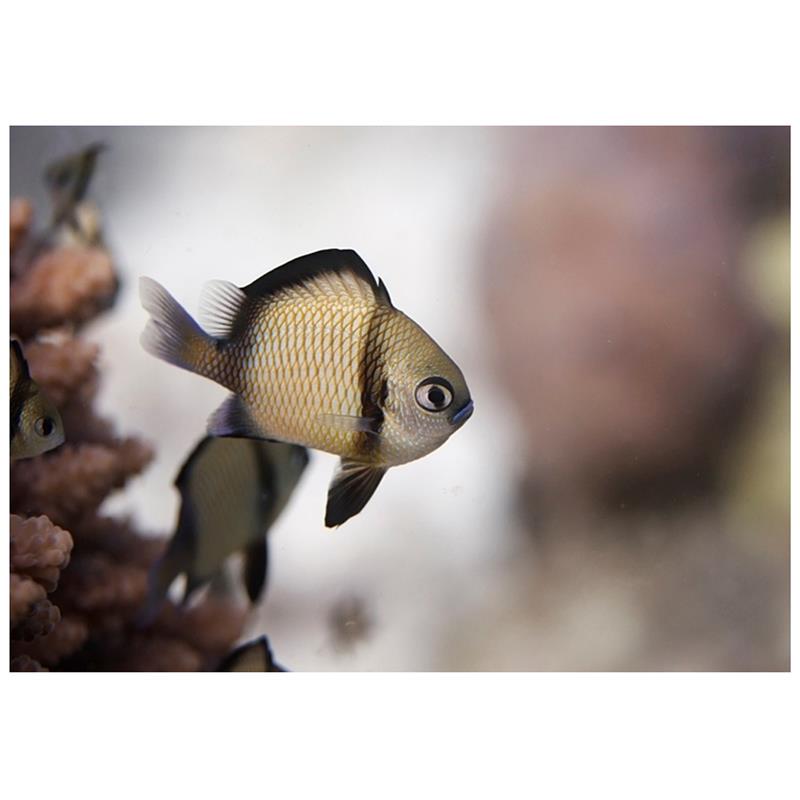 Dascyllus reticulatus (Two stripe dascyllus) - imagine 4